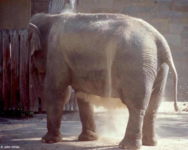 Elephant Dirt Bath #3; DISPLAY FULL IMAGE.