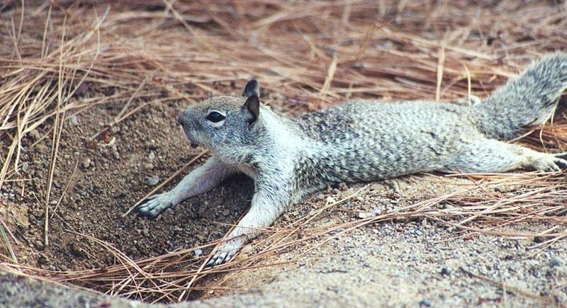 California Ground Squirrel 125k jpg; DISPLAY FULL IMAGE.