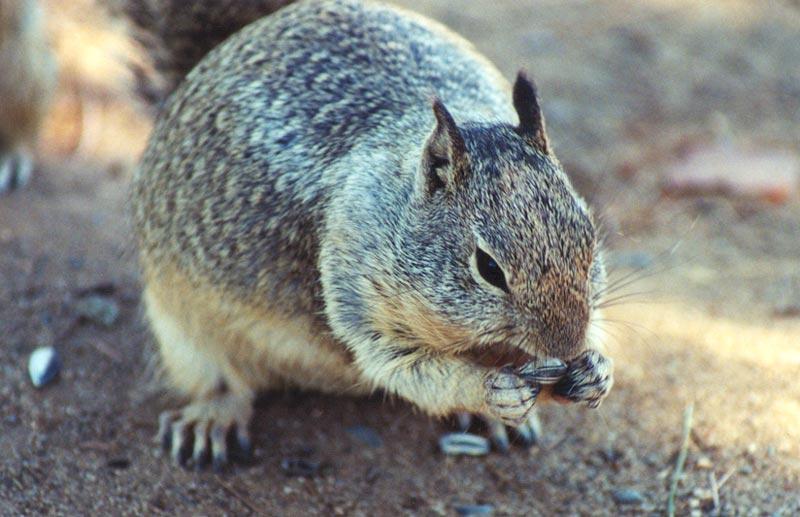 Calif. Ground Squirrel 72k jpg; DISPLAY FULL IMAGE.