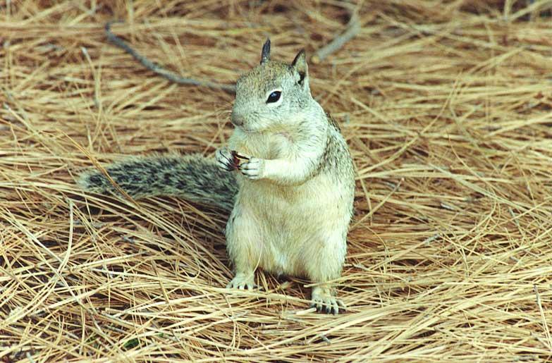 Ground Squirrel 84k; DISPLAY FULL IMAGE.