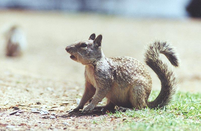 ground squirrel 74k jpg; DISPLAY FULL IMAGE.