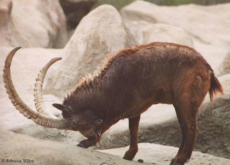 Brookfield zoo pics - scimitar horned animal identify? -- Siberian ibex (Capra sibirica); DISPLAY FULL IMAGE.