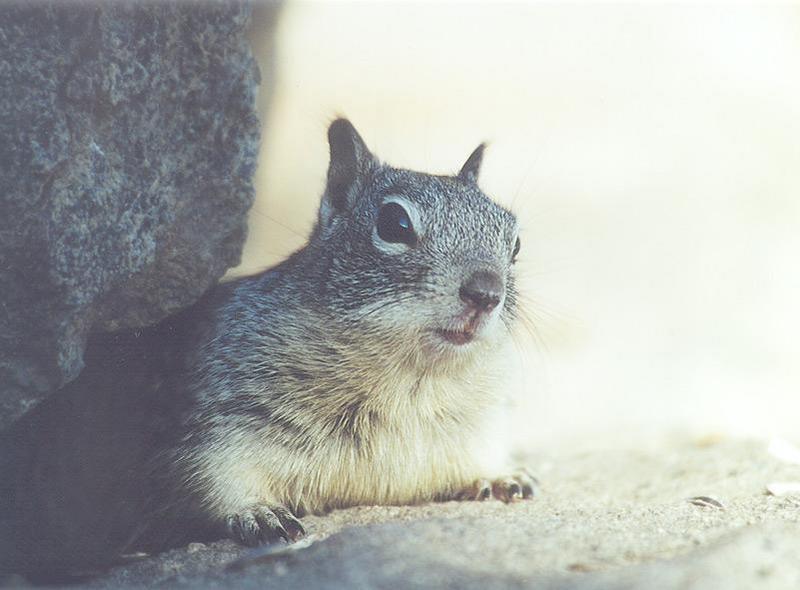 Calif Ground Squirrel lwf2.jpg; DISPLAY FULL IMAGE.