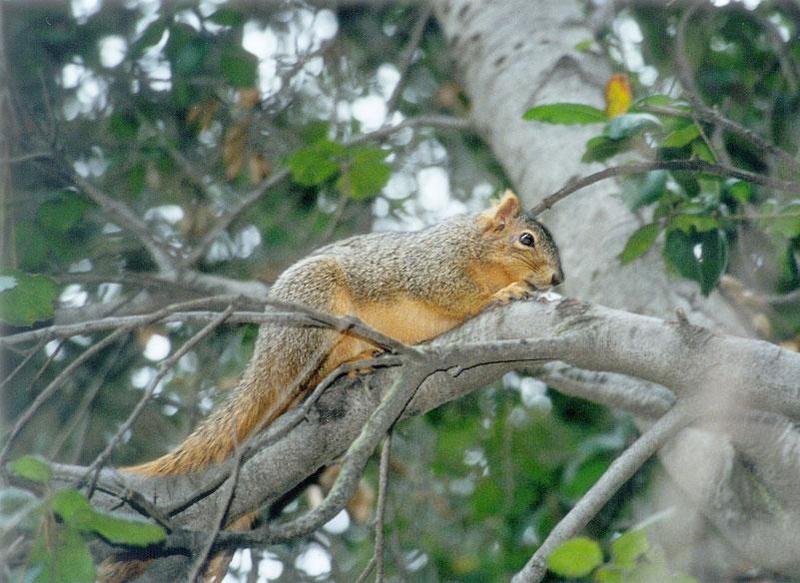 Fox Squirrel lwf4.jpg; DISPLAY FULL IMAGE.