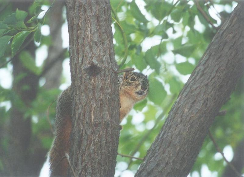 Fox Squirrel lwf6.jpg; DISPLAY FULL IMAGE.