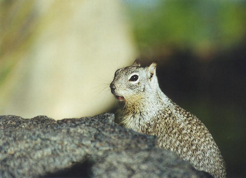 Calif Ground Squirrel lwf9.jpg; DISPLAY FULL IMAGE.