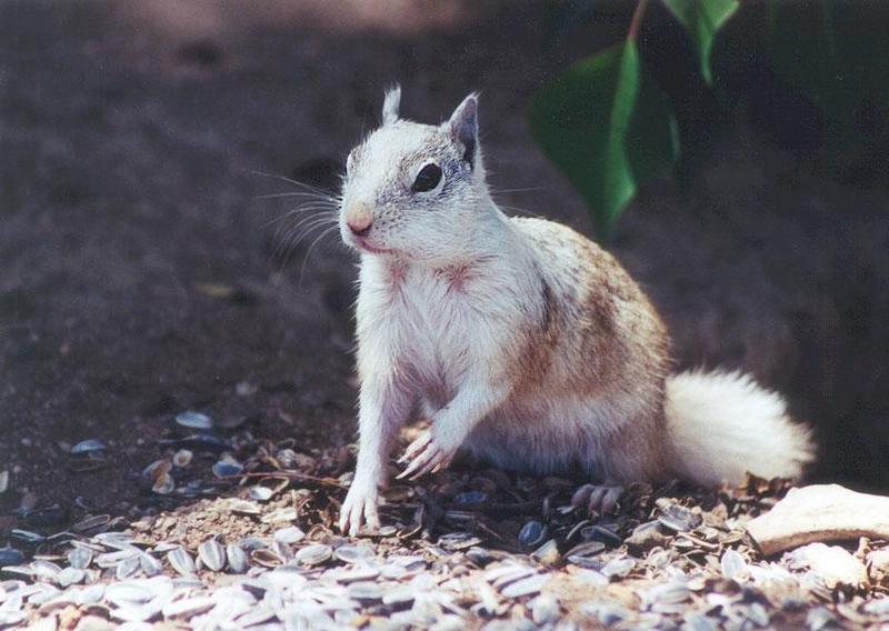 squirrel may35; DISPLAY FULL IMAGE.
