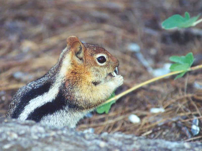 squirrel may 37; DISPLAY FULL IMAGE.