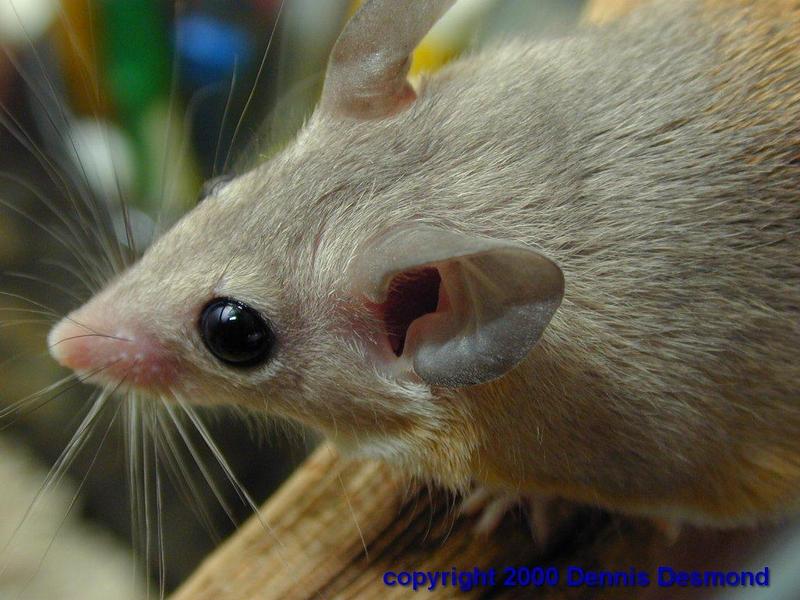 Egyptian spiny mouse; DISPLAY FULL IMAGE.