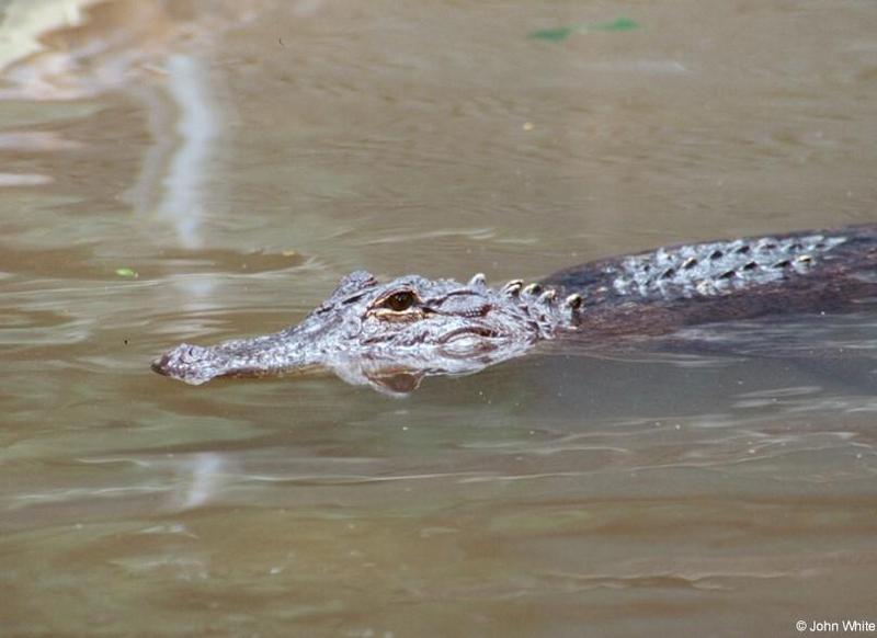 American Alligator(s) 24; DISPLAY FULL IMAGE.