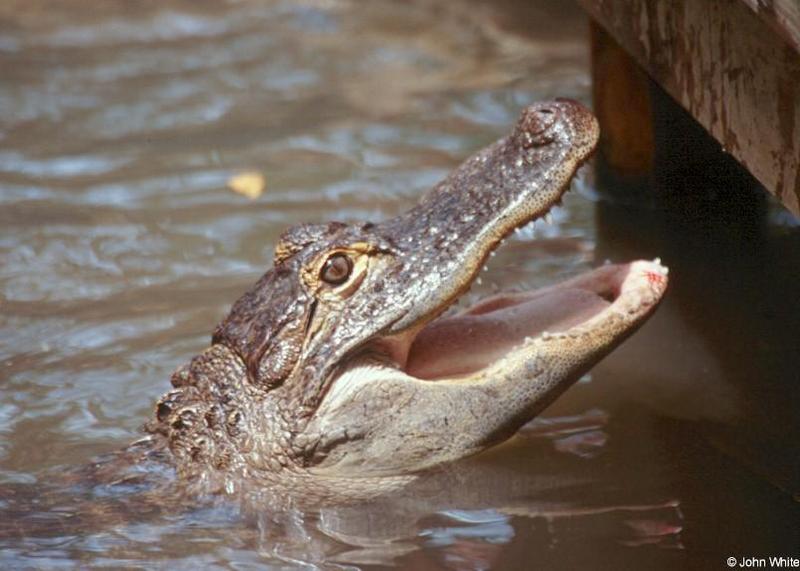 American Alligator(s) 28; DISPLAY FULL IMAGE.