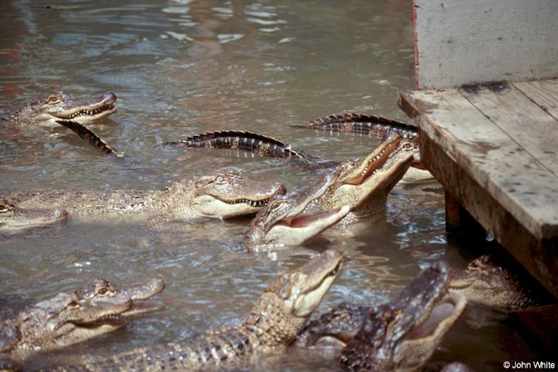American Alligator(s) 30; DISPLAY FULL IMAGE.