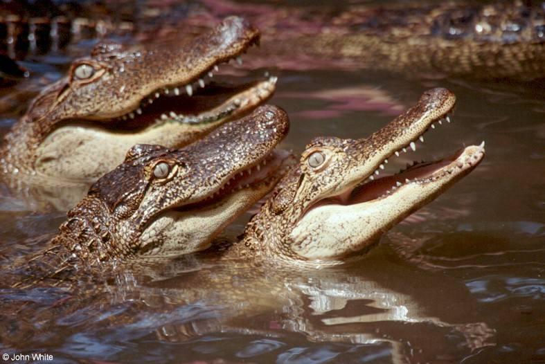 American alligator(s) 31; DISPLAY FULL IMAGE.