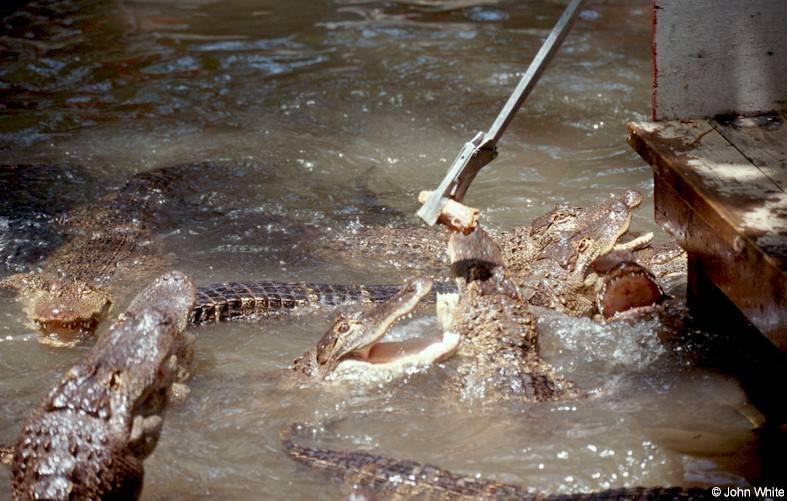 American alligator(s) 33; DISPLAY FULL IMAGE.
