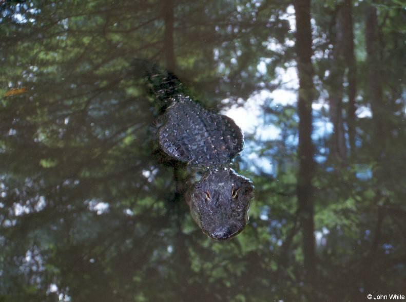 American alligator(s) 36; DISPLAY FULL IMAGE.