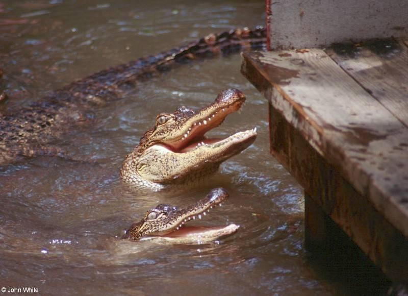 American alligator(s) 49; DISPLAY FULL IMAGE.