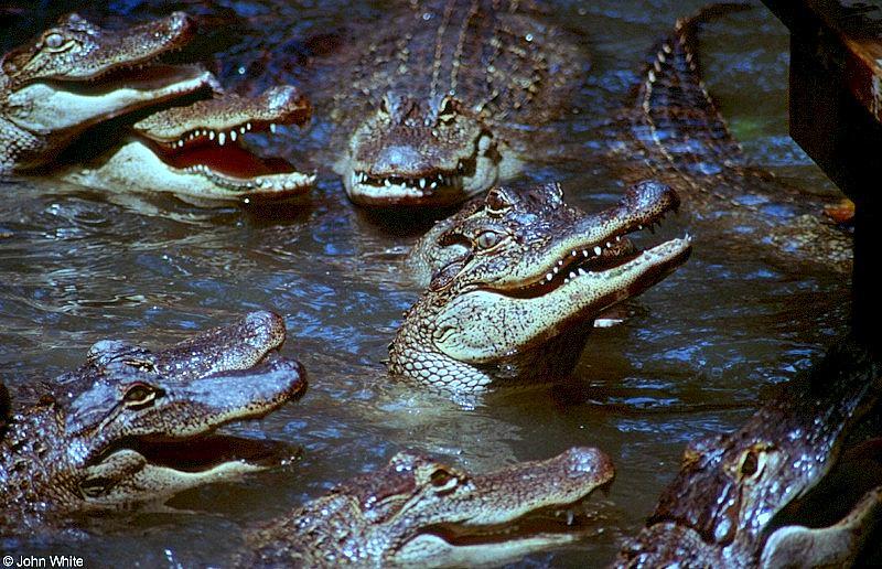 American alligator(s) 51; DISPLAY FULL IMAGE.