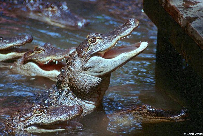 American alligator(s) 54; DISPLAY FULL IMAGE.