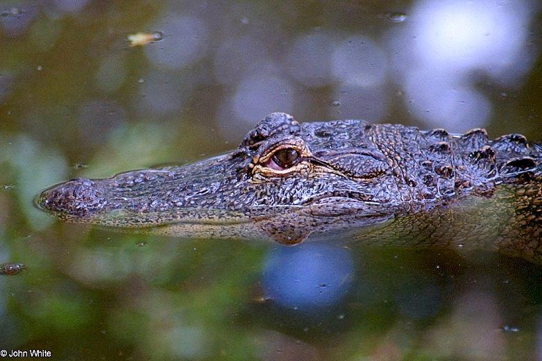 American alligator(s) 58; DISPLAY FULL IMAGE.