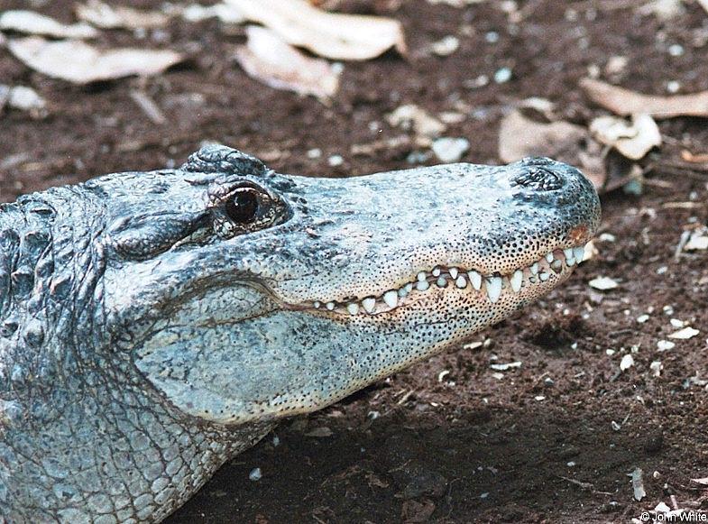 American alligator(s) 60; DISPLAY FULL IMAGE.