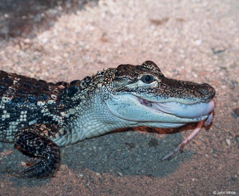 Feeding time in the gator pit 2 - American alligator (Alligator mississippiensis); DISPLAY FULL IMAGE.
