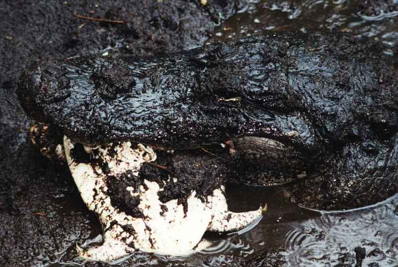 alligator eating turtle