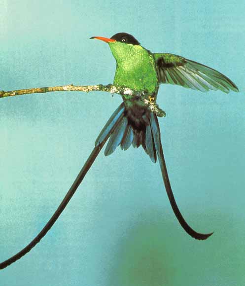 Awhat Bird 19 - Streamertail Hummingbird; Image ONLY