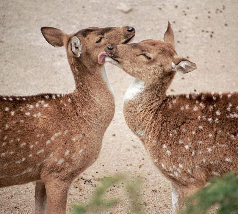 ... and the Tiger food { eg > - Axis Deer snuggling at Hagenbeck Zoo - Chital (Axis axis); DISPLAY FULL IMAGE.