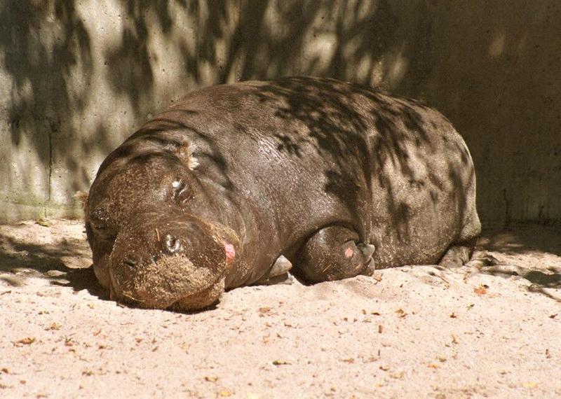 400 pounds of sweetness - Baby Hippo at Wilhelma Zoo - more of these to come; DISPLAY FULL IMAGE.
