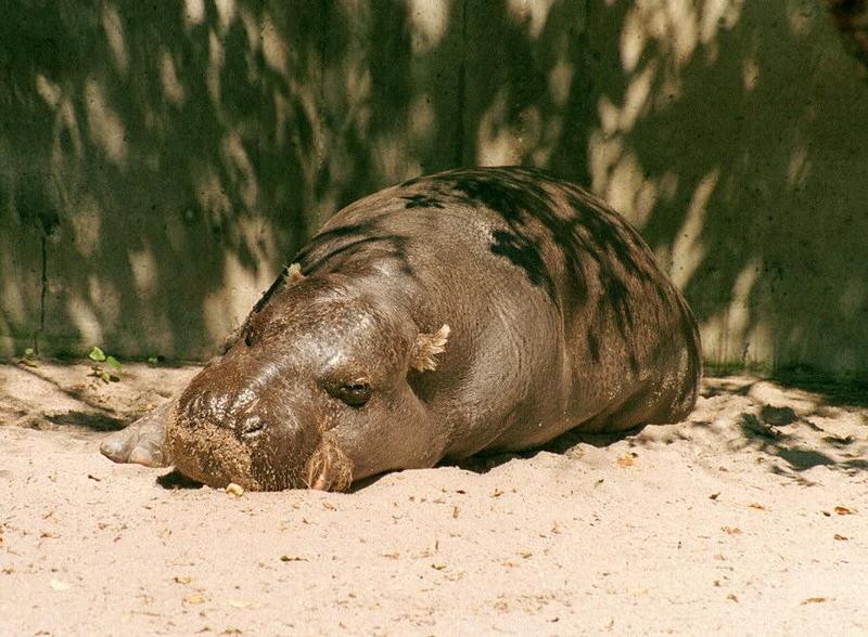 Pure sweetness - Baby Hippo in Wilhelma Zoo - Found #3 and #4 of the series; DISPLAY FULL IMAGE.