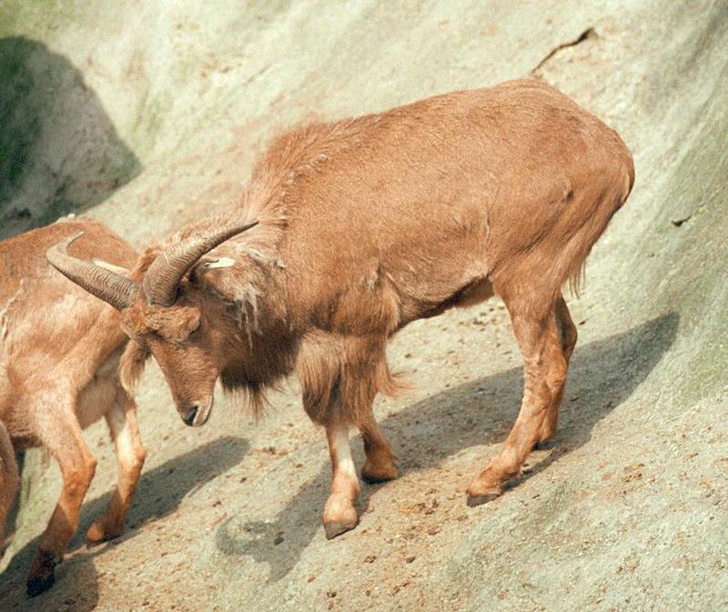 Another rescan/repost - Barbary sheep in Hagenbeck Zoo; DISPLAY FULL IMAGE.