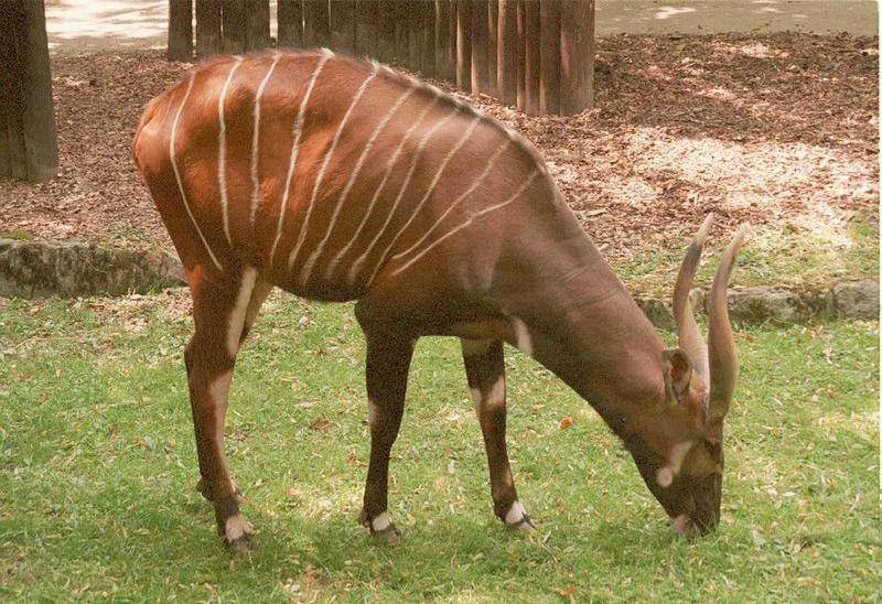 Bongo antelopes anyone? Here's one from Frankfurt Zoo - two more to come tonight; DISPLAY FULL IMAGE.