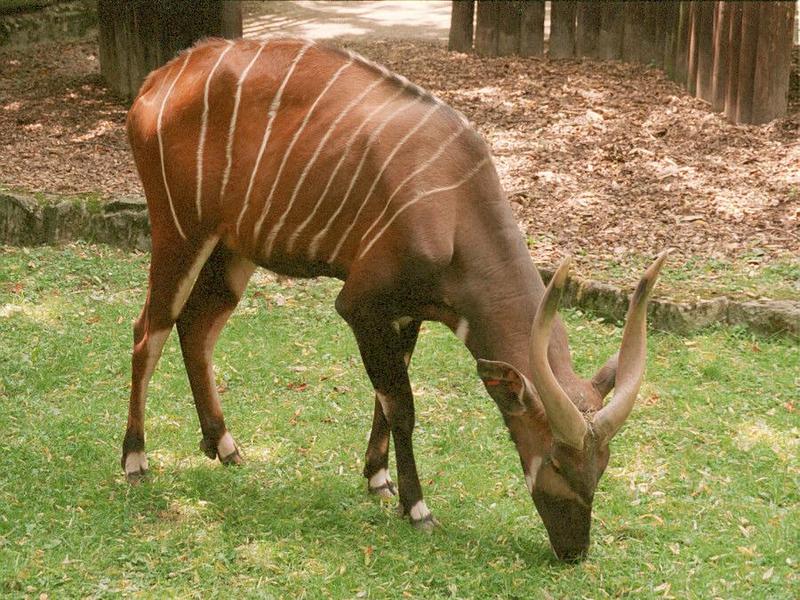 Frankfurt Zoo Bongo antelope - #2 of 3 - and 5 new pics on my web page; DISPLAY FULL IMAGE.