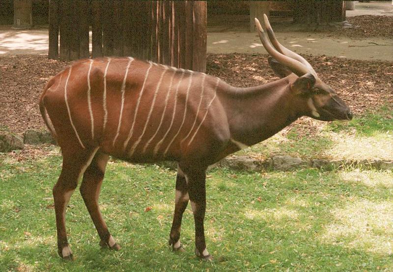 Frankfurt Zoo Bongo antelope - third and last one for today; DISPLAY FULL IMAGE.