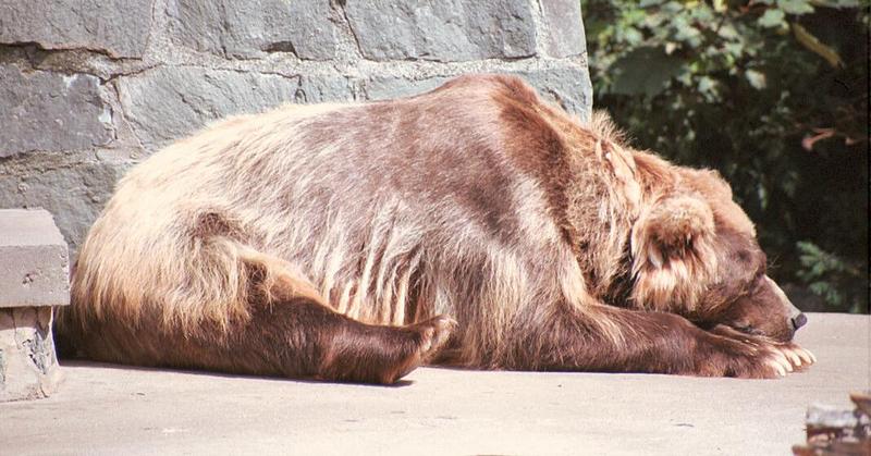 Another old one: Brown bear in Rostock Zoo; DISPLAY FULL IMAGE.