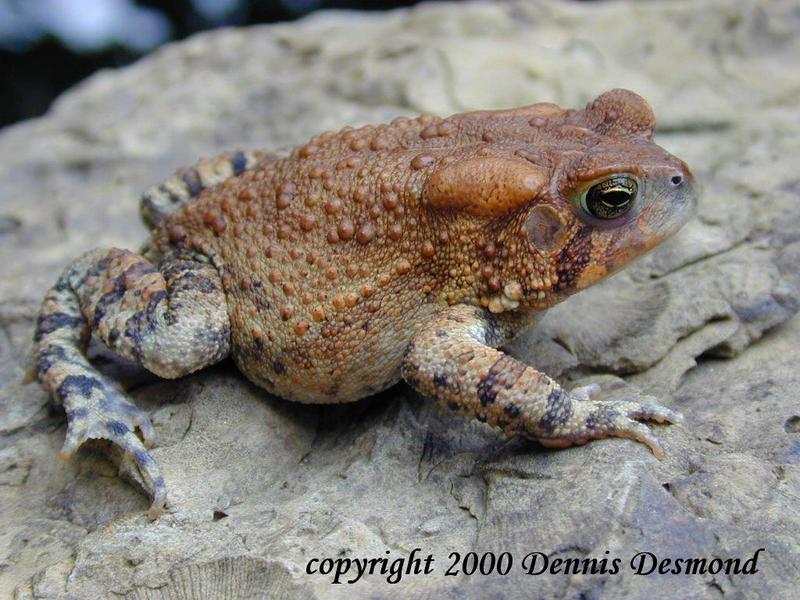 American Toad- Red Phase; DISPLAY FULL IMAGE.