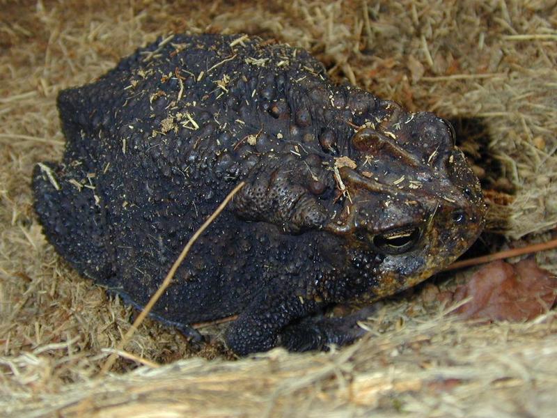 Southern Toad - Black Phase; DISPLAY FULL IMAGE.