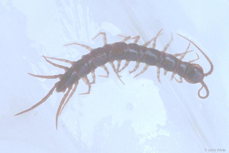 centipede or millipede?; DISPLAY FULL IMAGE.