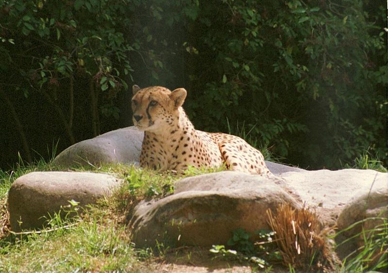 Getting comfortable with Coolscan settings - Late night scan - Cheetah in Wilhelma Zoo; DISPLAY FULL IMAGE.
