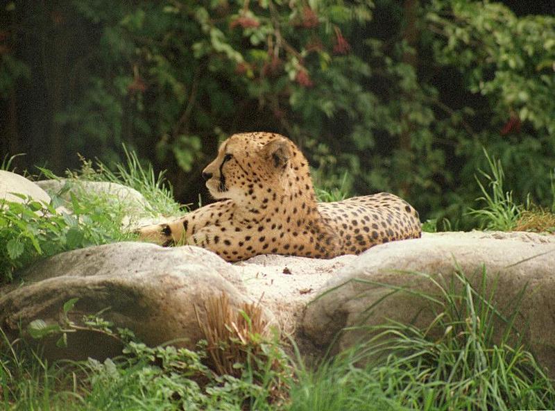 Cheetah profile from Wilhelma Zoo - this guy did enjoy the heat; DISPLAY FULL IMAGE.