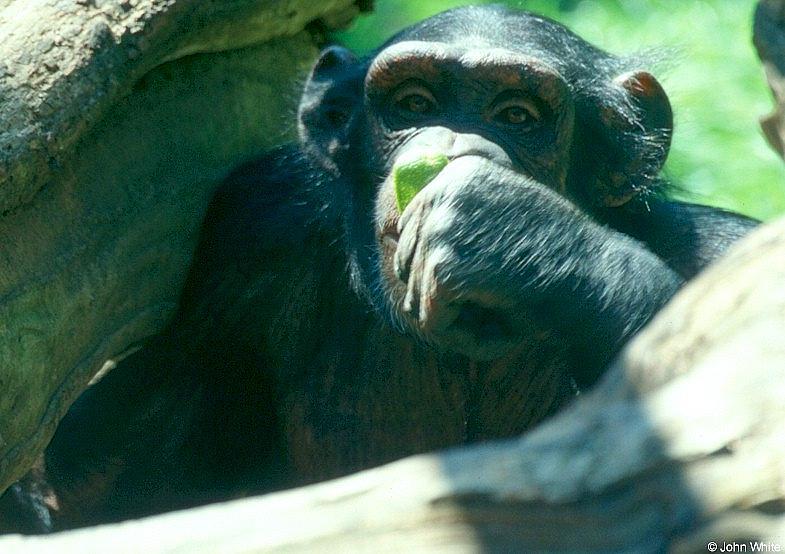 Chimpanzee; DISPLAY FULL IMAGE.