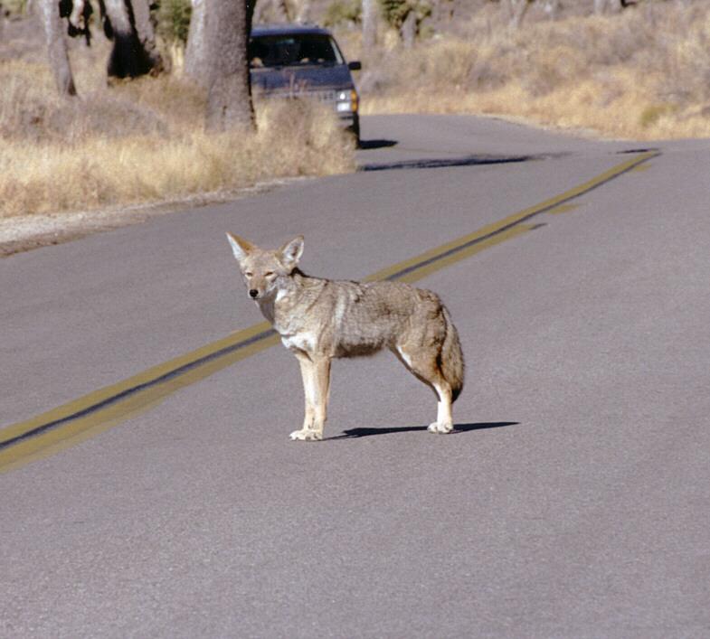 California souvenirs - New scans - Coyote in Joshua Tree State Park; DISPLAY FULL IMAGE.