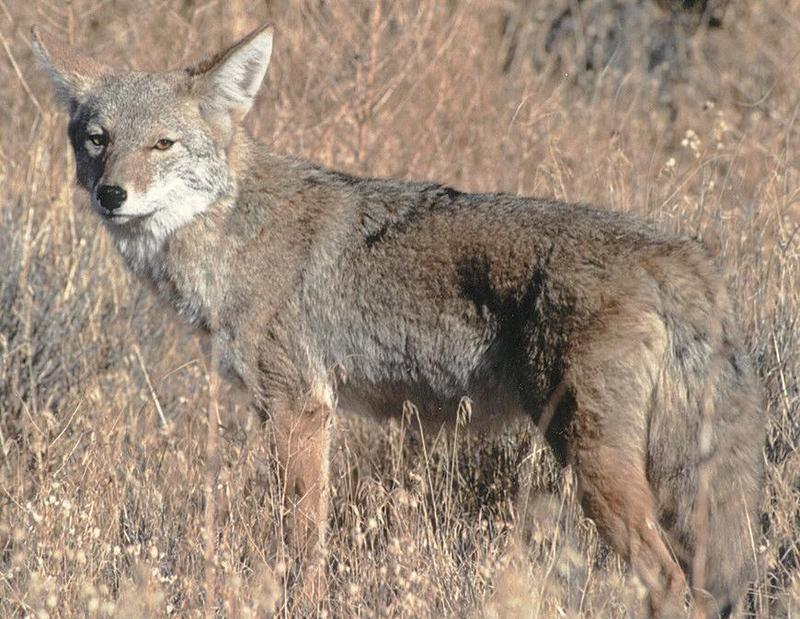 Calofornia Souvenirs - Coyote in Joshua Tree Park - Second shot; DISPLAY FULL IMAGE.