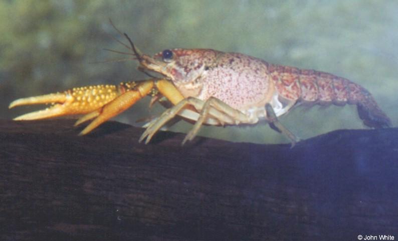 Crayfish (a.k.a. Crawlfish); DISPLAY FULL IMAGE.