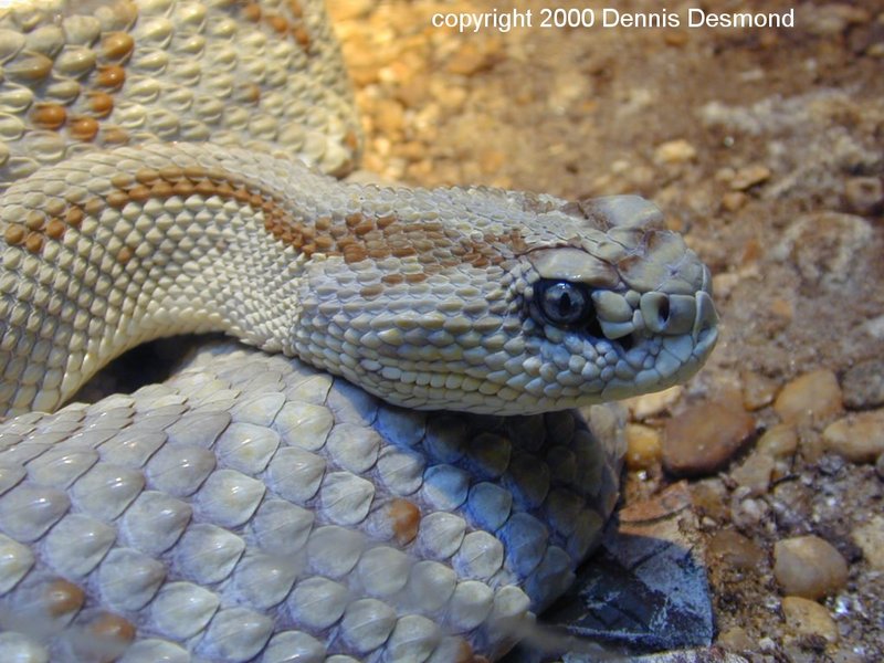 rattlesnake; DISPLAY FULL IMAGE.
