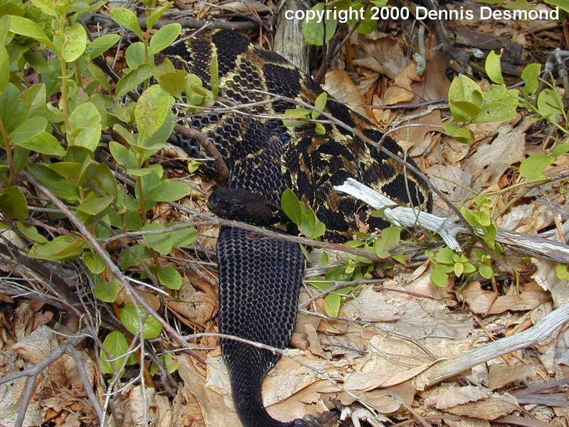 Timber Rattlesnake Black Phase; DISPLAY FULL IMAGE.