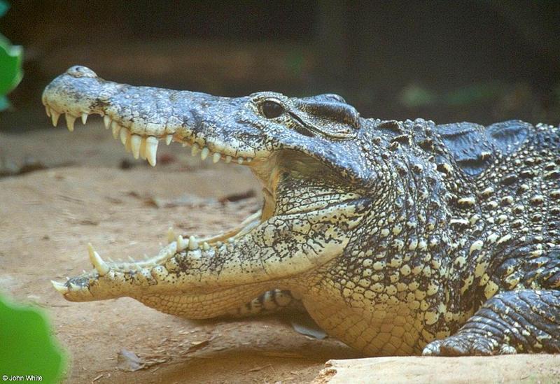 Cuban Crocodile  (Close-up); DISPLAY FULL IMAGE.