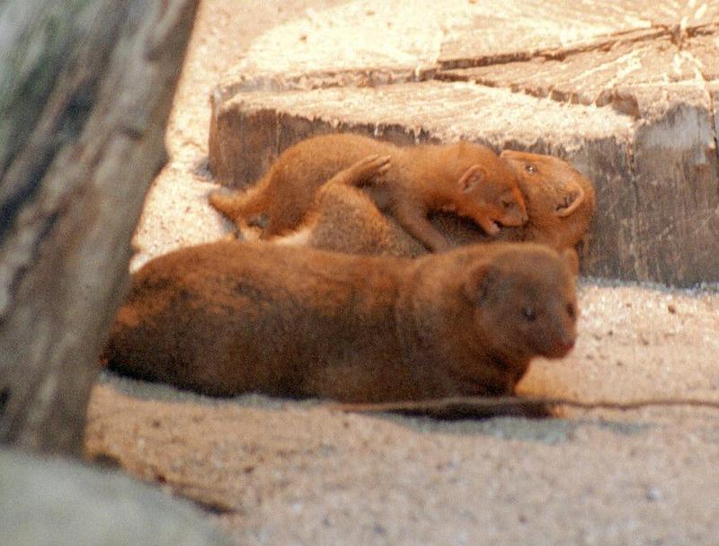 Frankfurt Zoo again - Dwarf mongoose family life - last week's pics are on my web page; DISPLAY FULL IMAGE.