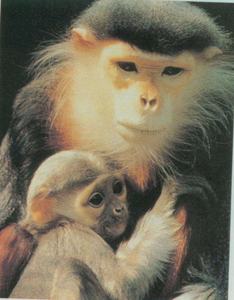 monkey with baby; DISPLAY FULL IMAGE.