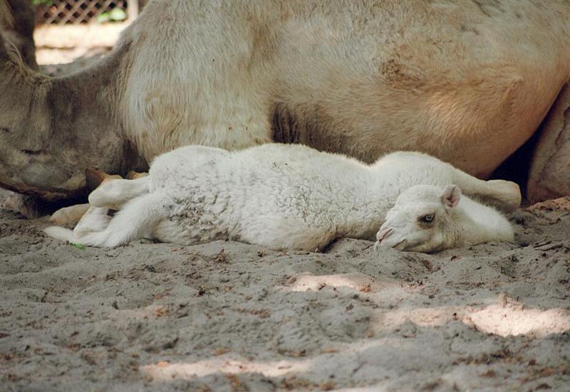 This assortment of legs is hard to position :-) Dromedary camel kid in Hannover Zoo; DISPLAY FULL IMAGE.